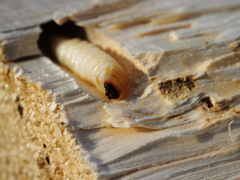 Houtworm