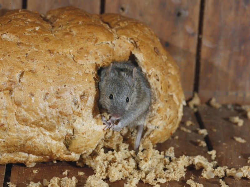 Muizen