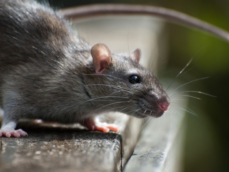 Ratten
