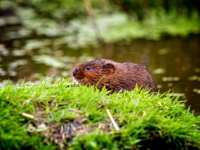 Woelratten